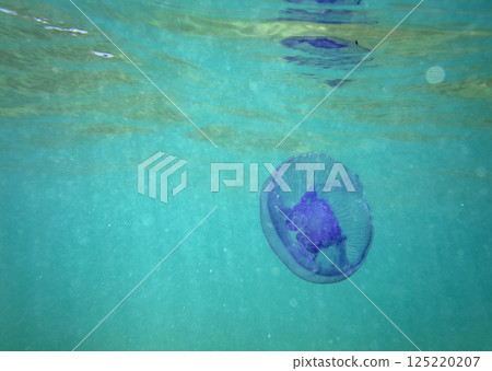 Large marine jellyfish, in a natural habitat Large marine jellyfish, in a natural habitat 125220207