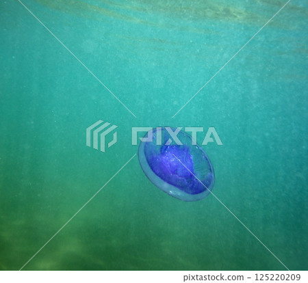 Large marine jellyfish, in a natural habitat 125220209