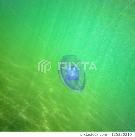 Large marine jellyfish, in a natural habitat Large marine jellyfish, in a natural habitat 125220210