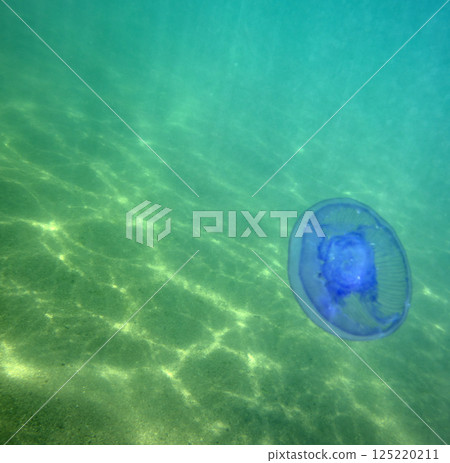 Large marine jellyfish, in a natural habitat 125220211