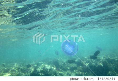 Large marine jellyfish, in a natural habitat 125220214