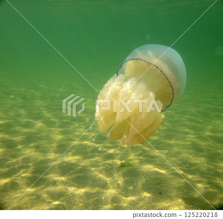 Large marine jellyfish, in a natural habitat 125220218