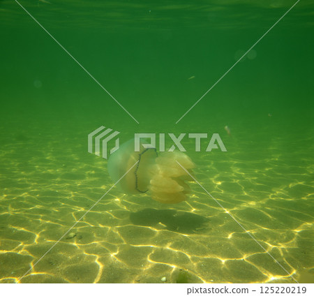 Large marine jellyfish, in a natural habitat 125220219