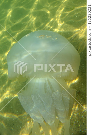 Large marine jellyfish, in a natural habitat 125220221