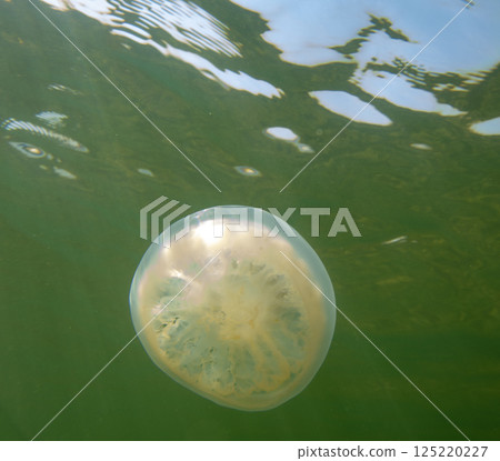 Large marine jellyfish, in a natural habitat 125220227