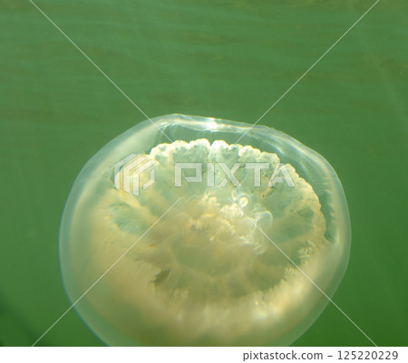 Large marine jellyfish, in a natural habitat Large marine jellyfish, in a natural habitat 125220229