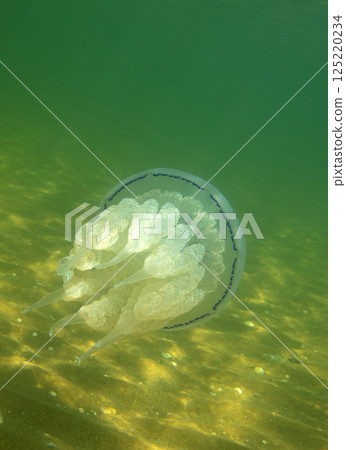Large marine jellyfish, in a natural habitat Large marine jellyfish, in a natural habitat 125220234