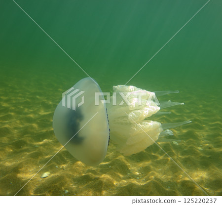 Large marine jellyfish, in a natural habitat 125220237