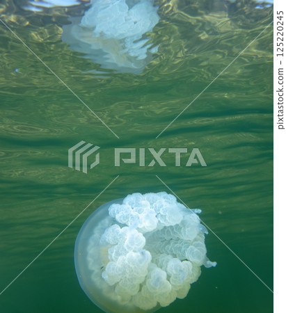 Large marine jellyfish, in a natural habitat 125220245