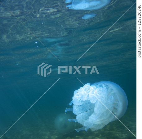 Large marine jellyfish, in a natural habitat Large marine jellyfish, in a natural habitat 125220246