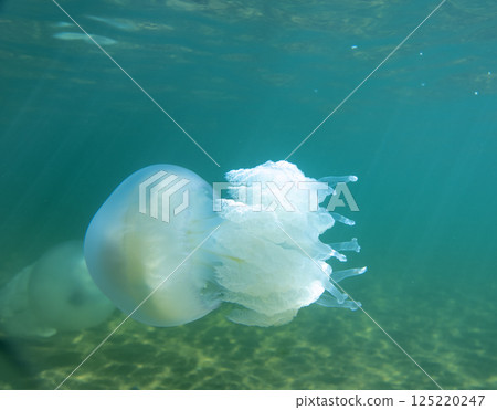 Large marine jellyfish, in a natural habitat 125220247