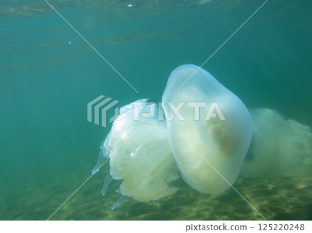 Large marine jellyfish, in a natural habitat Large marine jellyfish, in a natural habitat 125220248