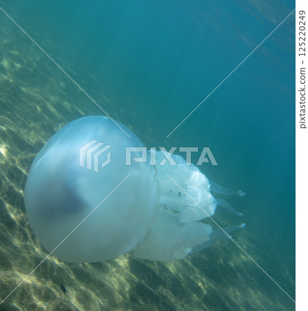 Large marine jellyfish, in a natural habitat Large marine jellyfish, in a natural habitat 125220249