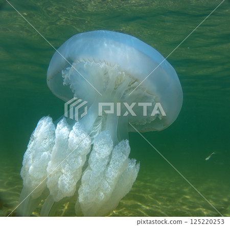 Large marine jellyfish, in a natural habitat 125220253
