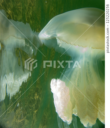 Large marine jellyfish, in a natural habitat 125220256