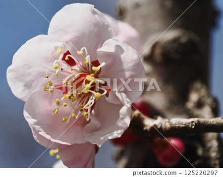 紅梅花告訴春天的到來 125220297