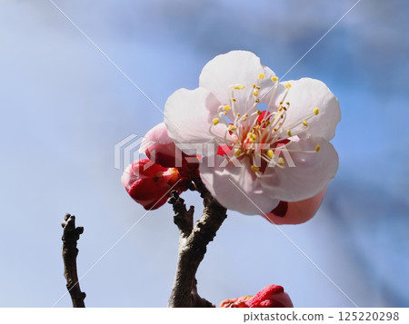 Red plum blossoms telling the coming of spring Red plum blossoms telling the coming of spring 125220298