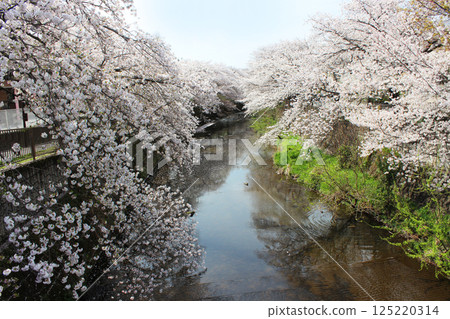 昂達河上的櫻花 125220314