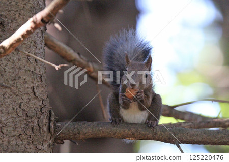 Ezo松鼠Ezo松鼠北海道野生動物 Ezo松鼠Ezo松鼠北海道野生動物 125220476