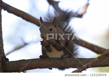 Ezo松鼠Ezo松鼠北海道野生動物 125220478