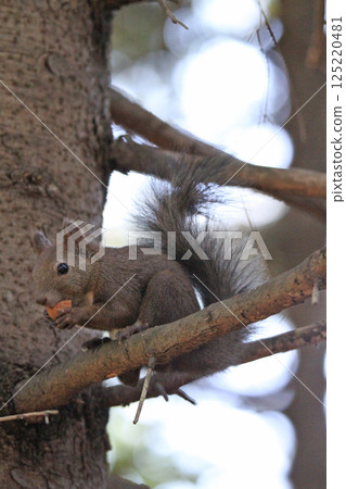 Ezo squirrel Ezo squirrel Hokkaido wildlife 125220481