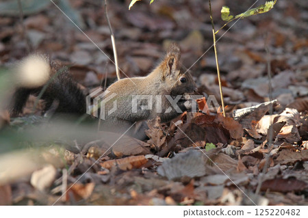 Ezo松鼠Ezo松鼠北海道野生動物 Ezo松鼠Ezo松鼠北海道野生動物 125220482
