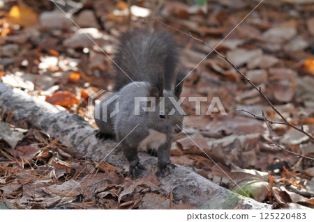 在冬天頭髮的蝦夷松鼠 蝦夷松鼠 北海道野生動物 在冬天頭髮的蝦夷松鼠 蝦夷松鼠 北海道野生動物 125220483