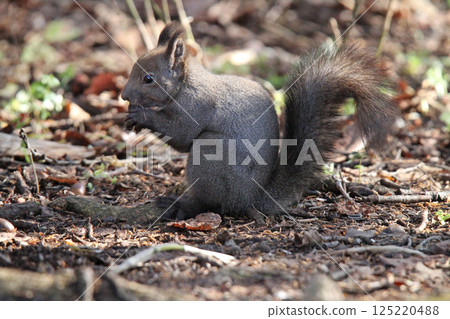在冬天頭髮的蝦夷松鼠 蝦夷松鼠 北海道野生動物 125220488
