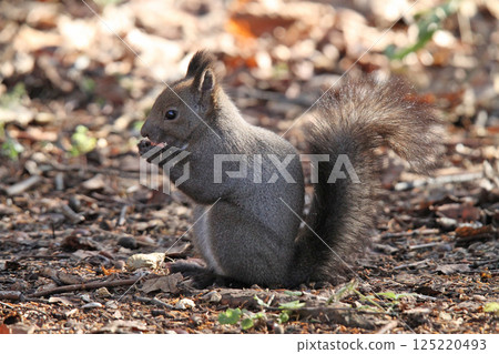 在冬天頭髮的蝦夷松鼠 蝦夷松鼠 北海道野生動物 125220493