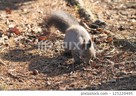 在冬天頭髮的蝦夷松鼠 蝦夷松鼠 北海道野生動物 在冬天頭髮的蝦夷松鼠 蝦夷松鼠 北海道野生動物 125220495