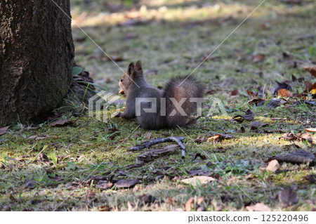 在冬天頭髮的蝦夷松鼠 蝦夷松鼠 北海道野生動物 在冬天頭髮的蝦夷松鼠 蝦夷松鼠 北海道野生動物 125220496