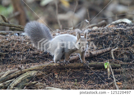 在冬天頭髮的蝦夷松鼠 蝦夷松鼠 北海道野生動物 125220497