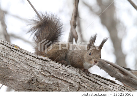 在冬天頭髮的蝦夷松鼠 蝦夷松鼠 北海道野生動物 在冬天頭髮的蝦夷松鼠 蝦夷松鼠 北海道野生動物 125220502