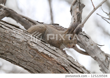 在冬天頭髮的蝦夷松鼠 蝦夷松鼠 北海道野生動物 在冬天頭髮的蝦夷松鼠 蝦夷松鼠 北海道野生動物 125220504