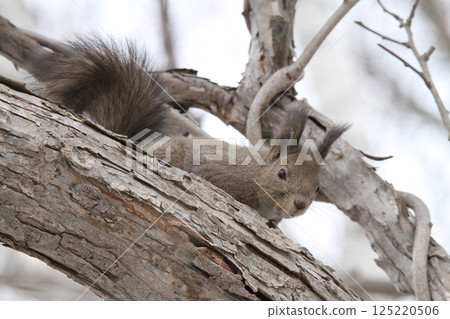 Ezo squirrel in winter hair Ezo squirrel Hokkaido wildlife 125220506