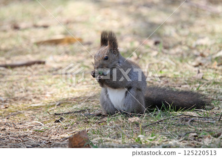 Ezo松鼠Ezo松鼠北海道野生動物 125220513