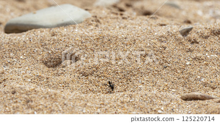big forest ants in a native habitat 125220714
