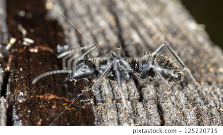 big forest ants in a native habitat 125220715