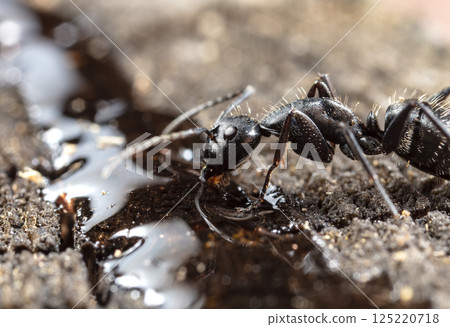 big forest ants in a native habitat big forest ants in a native habitat 125220718