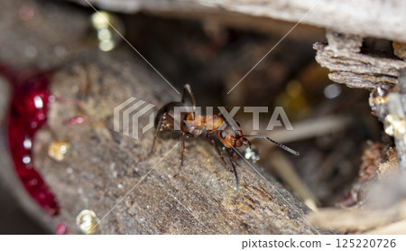 big forest ants in a native habitat big forest ants in a native habitat 125220726