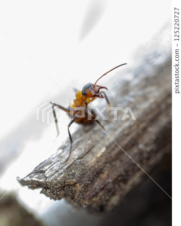 big forest ants in a native habitat big forest ants in a native habitat 125220727