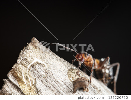 big forest ants in a native habitat 125220730