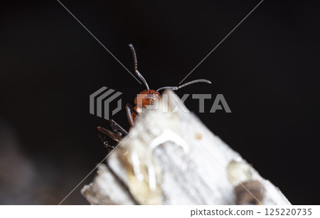 big forest ants in a native habitat big forest ants in a native habitat 125220735