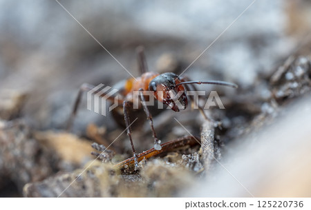 big forest ants in a native habitat big forest ants in a native habitat 125220736
