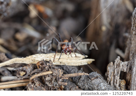 big forest ants in a native habitat 125220743