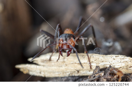 big forest ants in a native habitat 125220744