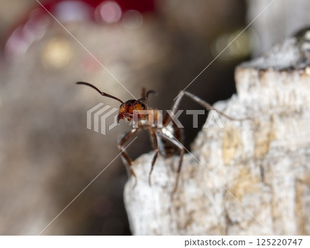big forest ants in a native habitat big forest ants in a native habitat 125220747