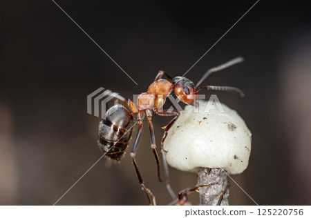 big forest ants in a native habitat 125220756