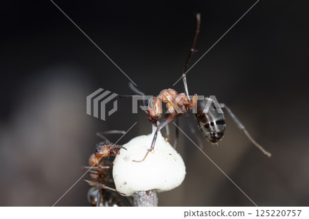 big forest ants in a native habitat big forest ants in a native habitat 125220757