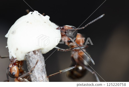 big forest ants in a native habitat big forest ants in a native habitat 125220758